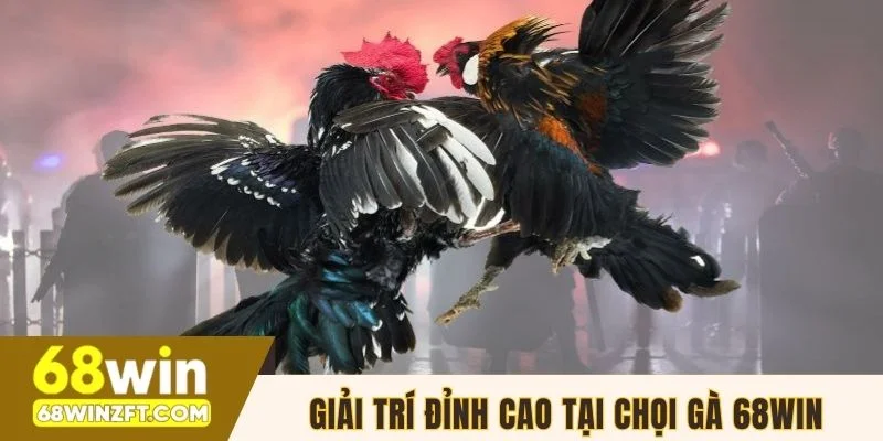 Giải trí đỉnh cao tại chọi gà 68win